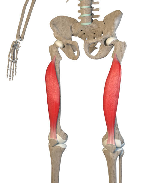 3D Illustration of Vastus Intermedialis Muscles on White Background stock photo