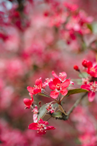 istock Praire Fire Crabapple bright pink blossom in April Spring 1397690117