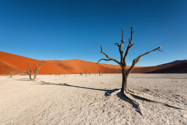 istock Trees in the Dead vlei in Namibia, Africa 1397691266