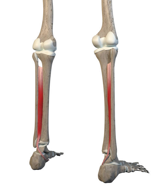 3D Illustration of Tibialis Posterior Muscles on White Background stock photo