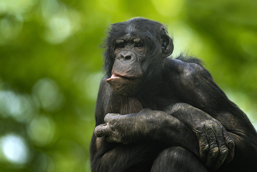 portrait of a Chimpanzee or Pan troglodytes greeting to the side