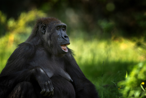 Portrait of a female western lowland gorilla (Gorilla gorilla gorilla)