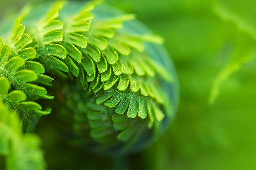 Close up of a young fern leaf in the form of a spiral,