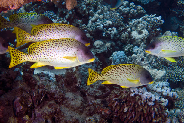 istock Blackspotted Sweetlips (Plectorhinchus gaterinus) in the Red Sea, Egypt 1397692528