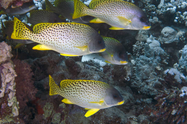 istock Blackspotted Sweetlips (Plectorhinchus gaterinus) in the Red Sea, Egypt 1397692531