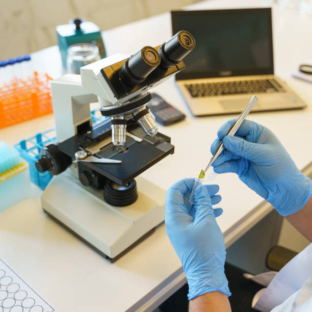 istock Agronomist scientist working with seed samples from plants in a modern laboratory 1397693146