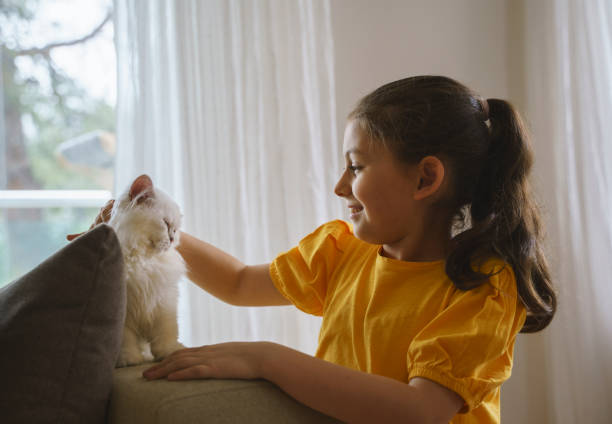 istock Cute little girl loving her Scottish fold kitten while sitting on a couch at home 1397693207
