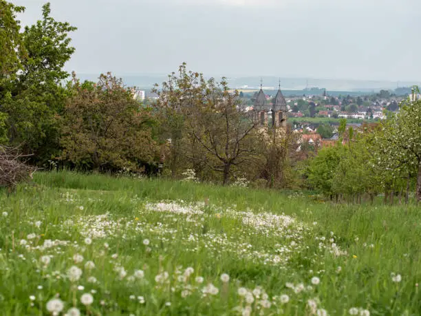 Rural scene during spring in Ockstadt, Hessen, Germany. Grass with daisies, mayflowers and dandelions on meadow.