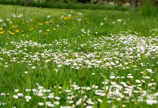 Rural scene during spring in Ockstadt, Hessen, Germany, "nMay 2022. Grass with daisies, mayflowers and dandelions on meadow.