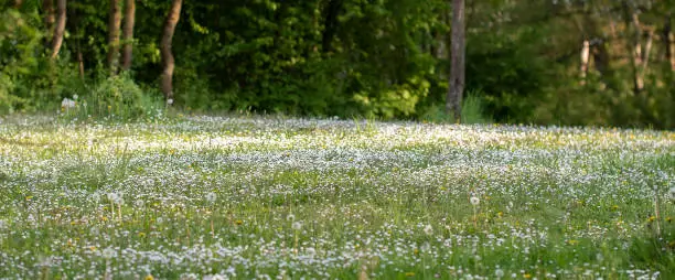 Rural scene during spring in Hessen, Germany. Grass with daisies, mayflowers and dandelions on meadow.