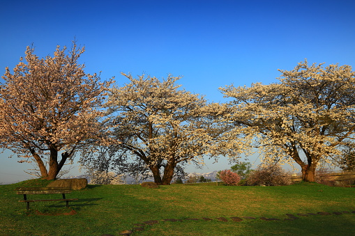 Blue sky and cherry blossoms in full bloom