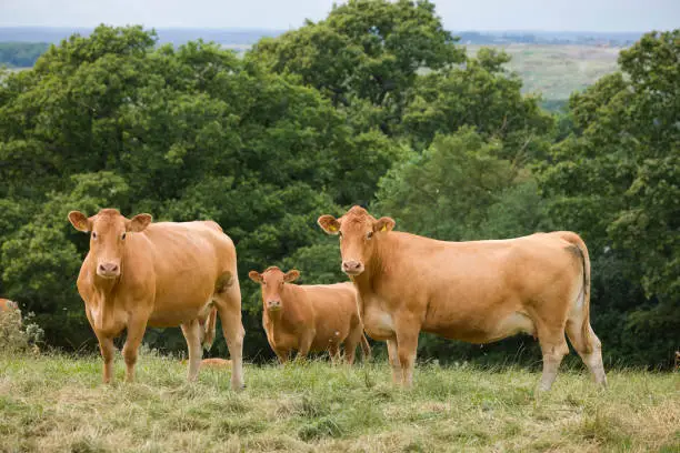Photo of Herd of Hereford cows, beef cattle on farm, UK