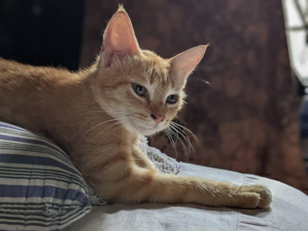 istock The cat showed a bored face. 1397695987