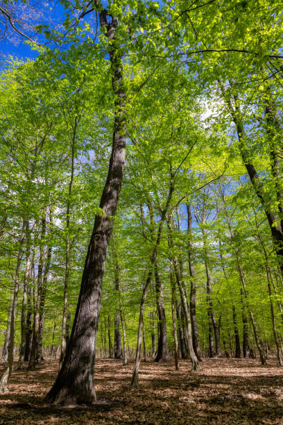 istock Green oak forest in spring time 1397696075