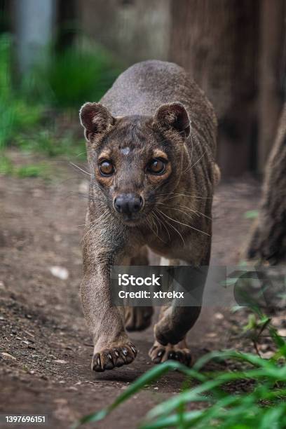 Endemic Madagascar Fossa Running On The Path Cryptoprocta Ferox Stock Photo - Download Image Now