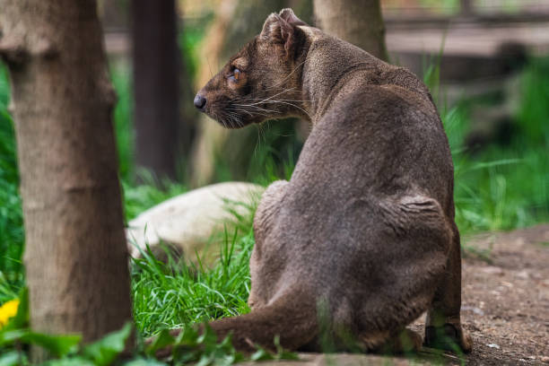Endemic Madagascar fossa, Cryptoprocta ferox