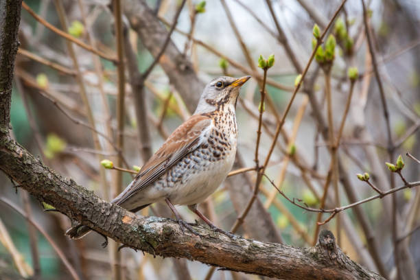 istock Fieldbird sits on a branch in spring with a blurred background. 1397697085