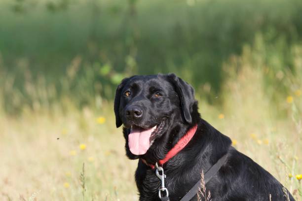 istock Black labrador dog in the wild 1397697310