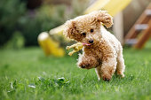 A toy poodle biting and fetching a soft rubber toy and running in public park. Fast and furious puppy quickly run toward camera in sunny summer background