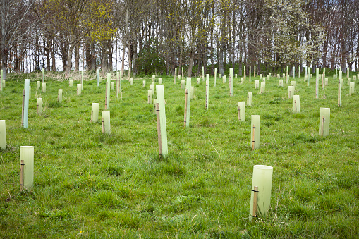 Planting trees, tree saplings with guards growing in a field in Buckinghamshire, UK