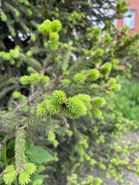istock the Christmas tree has grown new young twigs 1397698736