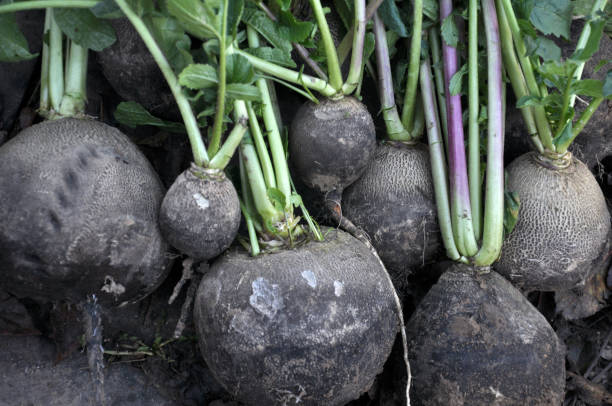 istock Collected from the ground black winter radish 1397700338