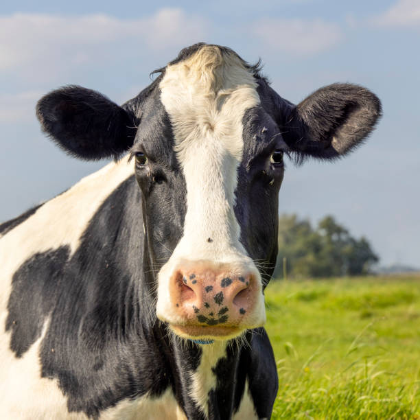 istock Mature cow black and white, looking sad with pink nose, front view and a blue sky 1397700366