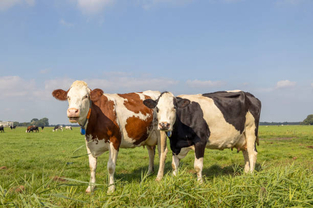 istock Two cows black red and white, standing upright side by side in a field, looking curious, front view 1397700369