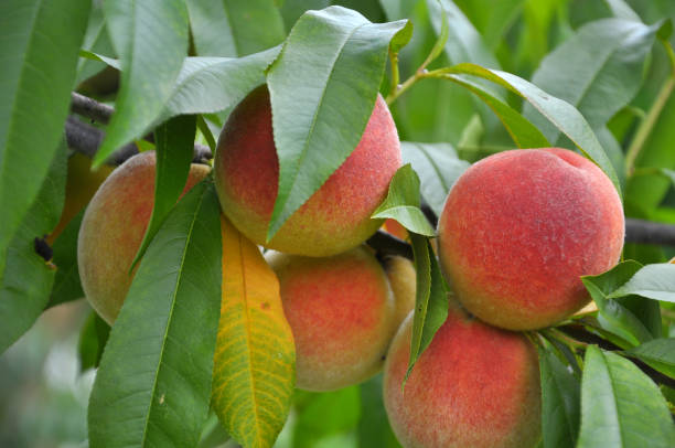 istock On the tree branch ripe peach fruits 1397700372