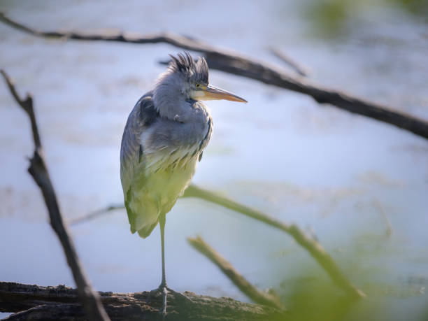 istock A grey heron standing near a pond 1397700384