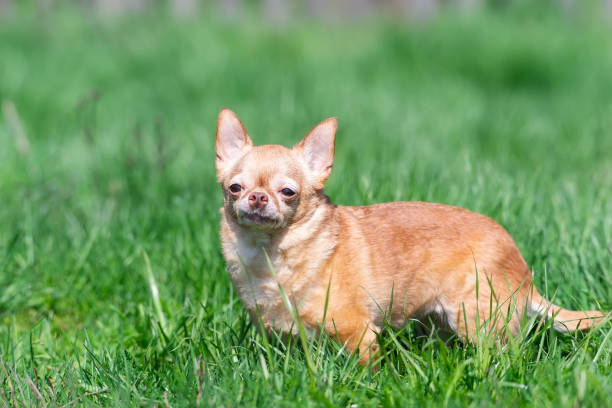 istock Red chihuahua dog siting on green grass. Selective focus..
