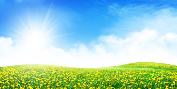 istock Flower field and sunny sky with clouds over horizon 1397701533