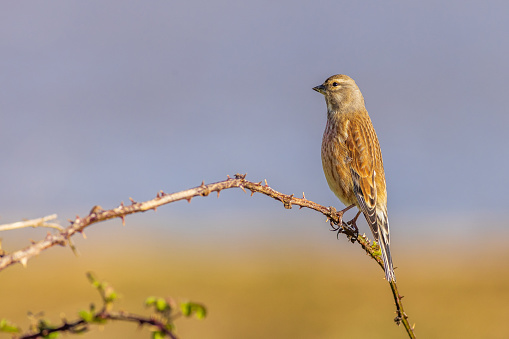 Linnet (Linaria cannabina) perched on a branch