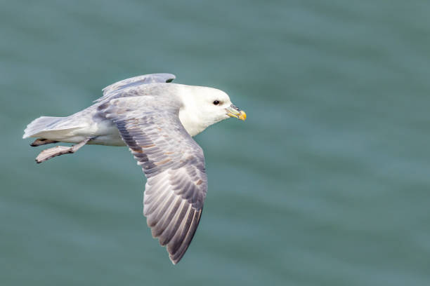 Fulmar (Fulmarus glacialis) Fulmar (Fulmarus glacialis) in flight fulmar stock pictures, royalty-free photos & images