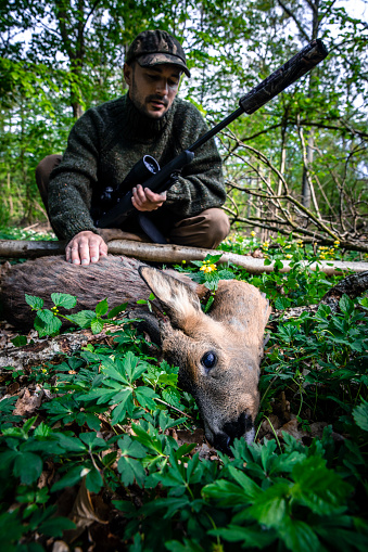 Camouflaged male hunter with rifle and shot roe deer in beautiful forrest in Denmark at summertime. During covid-19 related lockdown from work, more people spend time with their hobbies and pursuing outdoor activities and a healthy lifestyle.