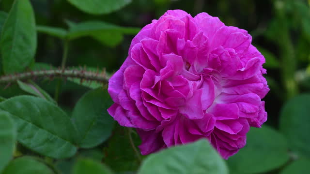 close-up of beautiful pink rose in a garden.