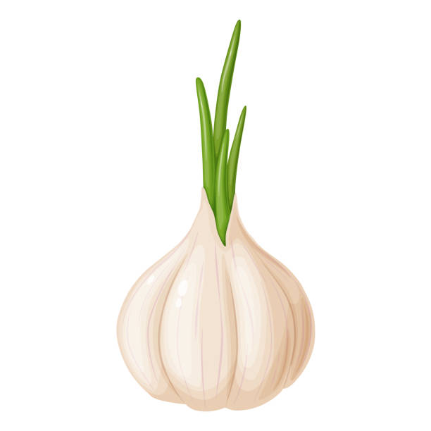 Onion Skin Paper Illustrations, Royalty-Free Vector Graphics & Clip Art ...