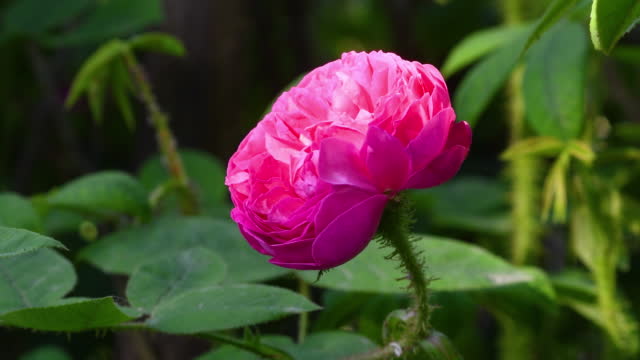 close-up of beautiful pink rose in a garden.