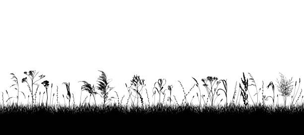 istock Meadow with wild weeds and grass, silhouette. Background of grassland. Vector illustration 1397701908