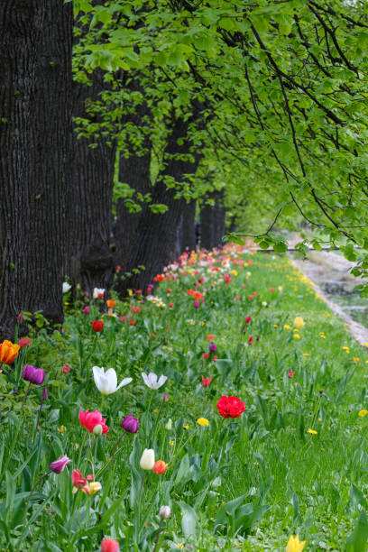 istock colorful blooming tulips under the trees 1397703462