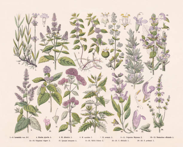 ilustraciones, imágenes clip art, dibujos animados e iconos de stock de plantas con flores (angiospermae), grabado en madera coloreado a mano, publicado en 1887 - orégano