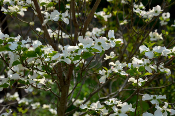 Dogwood is a deciduous shrub or tree native to East Asia. It is a prized ornamental tree, grown in a large number of cultivars Dogwood is a deciduous shrub or tree native to East Asia. It is a prized ornamental tree, grown in a large number of cultivars, cornus kousa, angiosperm dogwood trees stock pictures, royalty-free photos & images