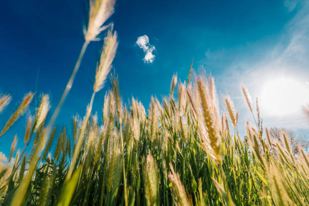 Color image depicting a low angle view of a golden wheat field in late afternoon sunlight. Beyond the wheat is a dazzling blue clear sky, apart from a solitary fluffy cloud.