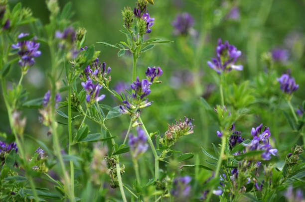 istock The field is blooming alfalfa 1397705503