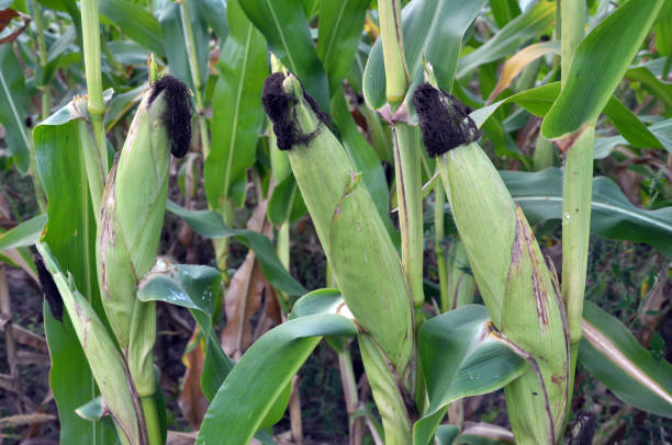 istock On the stem of corn ripens the cob 1397705642