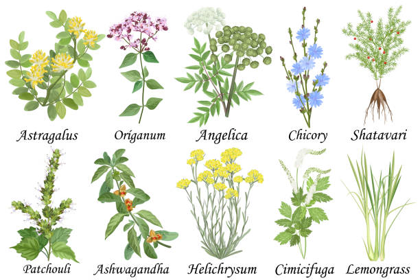 ilustraciones, imágenes clip art, dibujos animados e iconos de stock de colección de hierbas medicinales y curativas. conjunto dibujado a mano de ilustraciones vectoriales botánicas, aisladas sobre blanco. - angelica herb plant organic