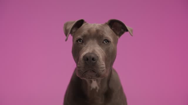 sweet American Staffordshire Terrier dog is licking his mouth then bowing his head against pink studio background