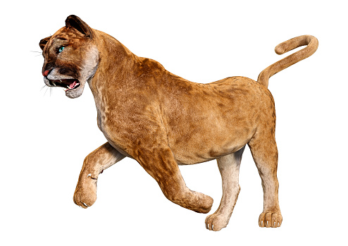 3D rendering of a big cat puma isolated on white background