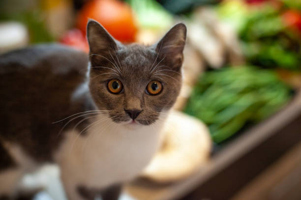 istock Beautiful cat with yellow eyes looking into camera 1397707352