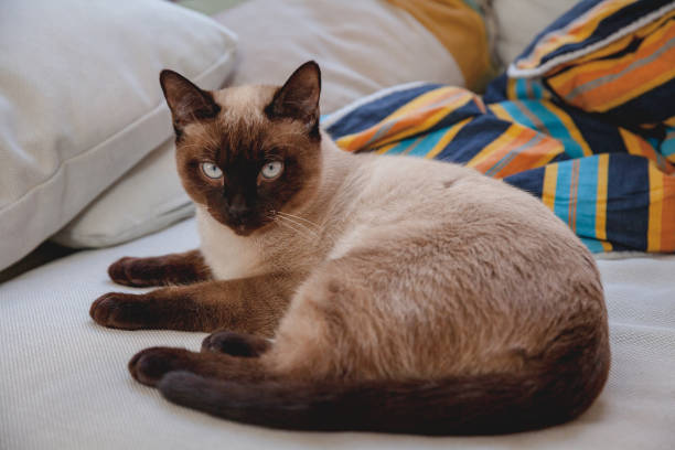 istock Siamese cat on the couch 1397707483